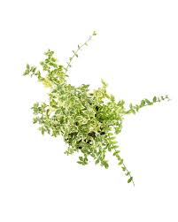 Image result for Euonymus fortunei