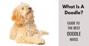 In the last 15 years, poodle mixes, commonly while doodles have existed for roughly 70 years, they really came into the spotlight about 20 to 30. What Is A Doodle Your Guide To The Best Poodle Mixes Canine Compilation