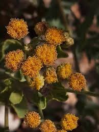 Image result for Tanacetum balsamita