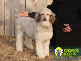 Maybe you would like to learn more about one of these? Cafe Au Lait Standard Poodle Archives