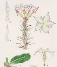 Image result for Riocreuxia torulosa