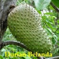 Secara alami durian akan berbuah tiap tahun, namun bagi pekebun atau penghobi durian tidak sabar untuk. Pokok Durian Belanda Buah Besar Shopee Malaysia