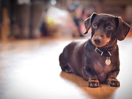 An updated schedule can be found under our blog tab. What Makes A Dachshund The Perfect Muse The Long History Of Sausage Dogs In Art Art And Design The Guardian
