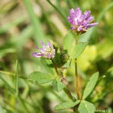 Image result for Trifolium isthmocarpum