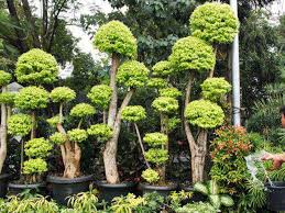 Paket tanaman hias untuk taman minimalisrp165.000: Jual Pohon Anting Putri Pohon Anting Putri Murah Grosir Tanaman Hias Jual Bonsai Anting Putri Bonsai Anting Putri Tukang Ide Berkebun Tanaman Taman
