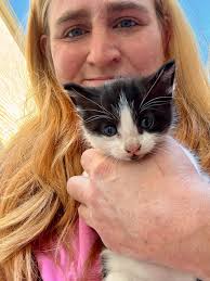 Sharing love for maincoon kittens among cat enthusiasts