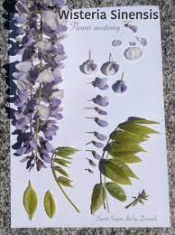 Wisteria From My Garden Sweet Sugarart By Daniela Fiori