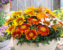 Splendens), sometimes called treasure flower, is a species of flowering plant in the family asteraceae, native to southern africa. Gazanie Mittagsgold Pflanzen Und Pflegen Mein Schoner Garten
