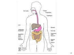 Showme Digestive System Flow Chart Enzymes