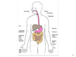 showme digestive system flow chart enzymes