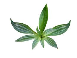 Image result for Hypertelis cerviana