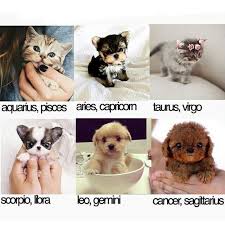 Pin By Zeynep Altay On Hayvan Sevgisi Zodiac Signs Animals Zodiac Signs Sagittarius Adorable Kitten