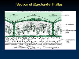 Marchantia polymorpha grows well in shaded and moist areas, such as greenhouses. Introduction To The Plant Kingdom Bryophytes Ppt Download
