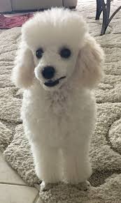 Pin By Linda Ostler On Tres Jolie Joins The Family Poodle Puppy Poodle Dog Cute Dogs