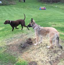 Buying a german shepherd puppy in michigan should feel easier. German Shepherd Puppies For Sale Brooklyn Mi 166806