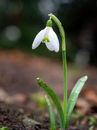 Image result for ghiocel