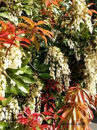 How many pieris japonica 'red head' (japanese andromeda) do i need for my garden? Lily Of The Valley Shrub Pieris Japonica The Garden Website Com