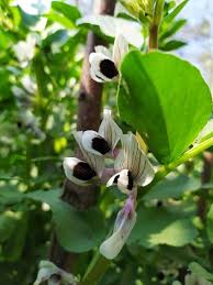Image result for Vicia faba