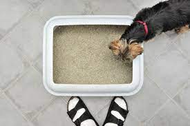 Why Do Dogs Eat Cat Poop How To Stop A Dog From Eating Cat Poop