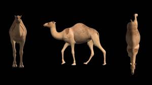 James robey demonstrating the camel walk from his jazz dance technique & syllabus™. Camel Walk Cycle Youtube