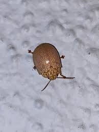 Image result for Paropsia braunii