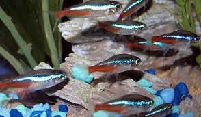 Bettas are among the most popular pet fish in the world, and many betta owners as fish go, bettas are fairly intelligent. What Fish Can Live With Bettas The Tank Mate Guide