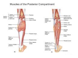 Superficial fascia.—the superficial fascia forms a continuous layer over the whole of the thigh; Thigh Function Muscles Structure Superficial Fascia Of The Thigh Science Online