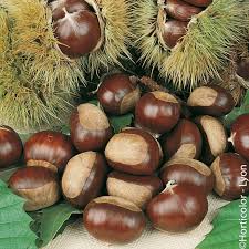 Chataignier A Gros Fruits Castanea Sativa Marigoule Meilland Richardier