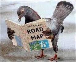 All About Homing Pigeons Homing Pigeons Pigeon Pictures Pigeon