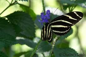 Image result for Stachytarpheta urticifolia