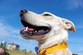Check your dog for other warning signs such as enlarged lymph nodes, unusual lumps and bumps on the body, coughing or shortness of breath, pale gums. What Causes Kennel Cough In Dogs And Cats
