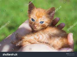 Newborn Red Kitten Carrying Hands Sunlight Stock Photo 1283158795 Shutterstock