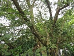 Image result for Acacia burkei