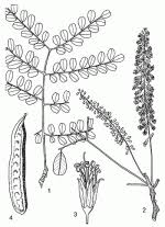 Image result for Amblygonocarpus