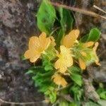 Image result for Crossandra mucronata