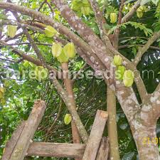 Star fruit, or averrhoa carambola. Averrhoa Carambola Starfruit Buy Seeds At Rarepalmseeds Com