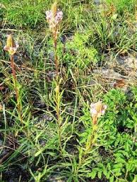 Image result for Hebenstretia