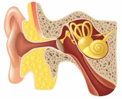 So how long should i leave warm olive oil in my ear to help the pain? Learn About Bppv Benign Paroxysmal Positional Vertigo
