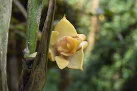 Image result for Polystachya caloglossa