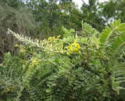 Image result for Sophora inhambanensis