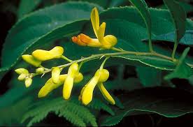 Image result for Polygala