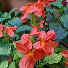 Image result for Crossandra