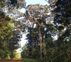 Image result for Globimetula rubripes