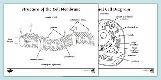 Cellsplant and animal cells diagrams give you two quick blank cell diagram printables to add to your cells unit. Cell Membrane Coloring Sheet Teacher Made