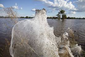 Spiderwebs Blanket Countryside After Australian Floods Pictures Wagga Wagga Nature Australia