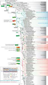 Genomic data provide insights into the classification of extant termites |  Nature Communications