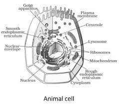 Labelled diagram of a plant cell. Draw A Neat Labelled Diagram Of An Animal Cell