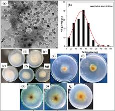 Image result for pseudomonas savastanoi pv nerii oleander symptoms