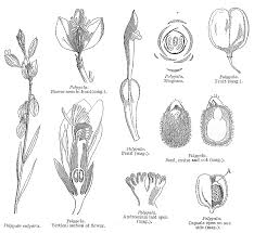 Image result for Polygala erioptera