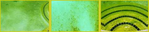 How To Get Rid Of Mustard Algae Intheswim Pool Blog